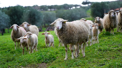 Obraz premium Ovelhas. Agricultura. 