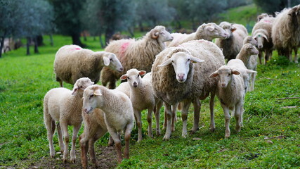 Fototapeta premium Ovelhas. Agricultura. 