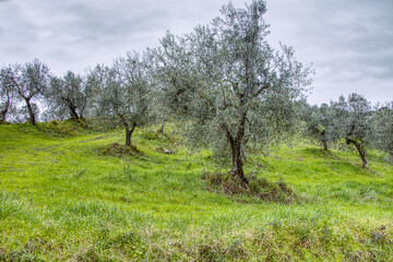 olive trees in tuscany