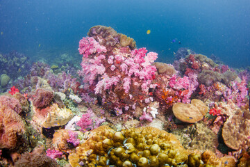 Naklejka na ściany i meble A beautiful, brightly colored tropical coral reef in a tropical ocean.