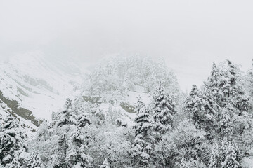 Paysage de montagne enneigée avec des arbres - Ambiance glacial d'hiver froid