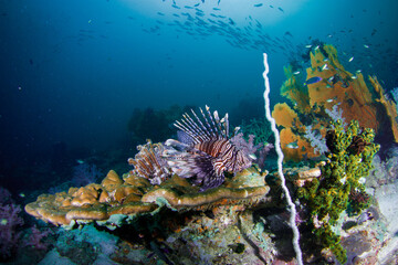 Colorful Lionfish on a tropical coral reef.