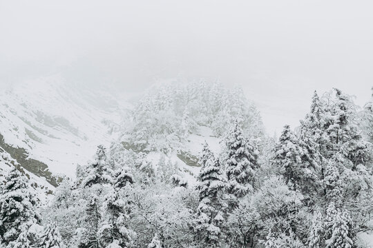 Paysage de montagne enneigée avec des arbres - Ambiance glacial d'hiver froid © PicsArt