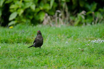 Female common blackbird Turdus merula. Oban. Stewart Island. New Zealand.