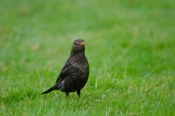 Female common blackbird Turdus merula. Oban. Stewart Island. New Zealand.