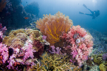 Colorful Andaman sea fan on healthy coral reef . Lipe , Thailand 
