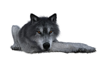 Grey Wolf Lying Down