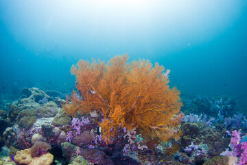 Naklejka na ściany i meble Colorful Andaman sea fan on healthy coral reef . Lipe , Thailand 