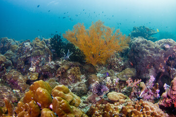Colorful Andaman sea fan on healthy coral reef . Lipe , Thailand 
