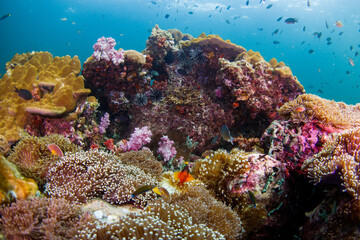 Obraz na płótnie Canvas A beautiful, brightly colored tropical coral reef in a tropical ocean.
