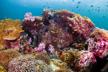 A beautiful, brightly colored tropical coral reef in a tropical ocean.