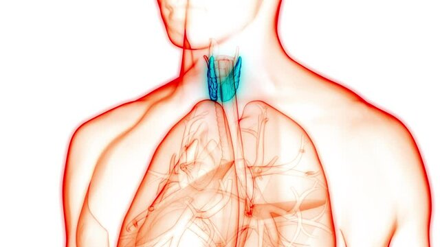 Human Body Glands Lobes of Thyroid Gland Anatomy Animation COncept