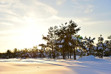 Pine and fir forest covered with snow after strong snowfall. Snow covered green pine trees on the background of sunset and blue sky. Awesome winter landscape. Snow-covered wild forest