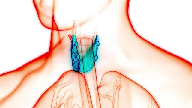 Human Body Glands Thyroid Gland Anatomy Animation COncept