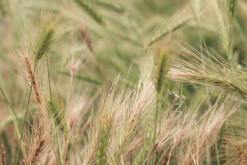 Dünengras in Schleswig-Holstein