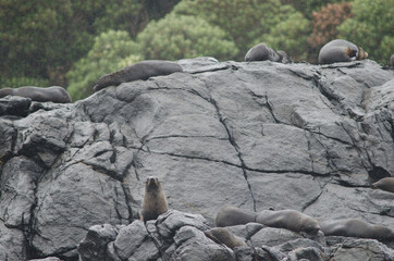 New Zealand fur seals Arctocephalus forsteri. Bench Island. New Zealand.