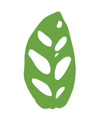 Janda bolong or monstera obliqua plant, leaf silhouette isolated on white background