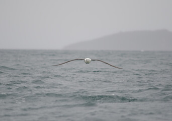 White-capped albatross Thalassarche cauta steadi. Stewart Island offshore. New Zealand.
