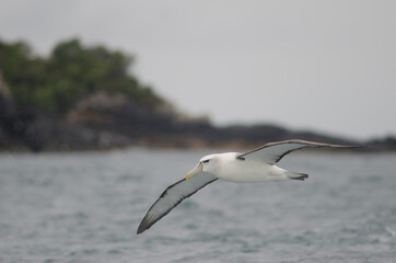 White-capped albatross Thalassarche cauta steadi. Stewart Island offshore. New Zealand.