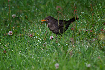 Female common blackbird Turdus merula. Oban. Stewart Island. New Zealand.