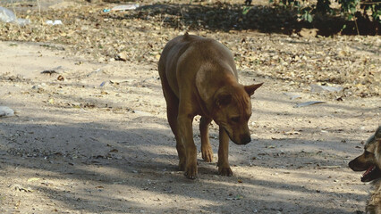 And abandoned dogs.from owners who are not ready to raise dogs.
