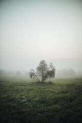 tree fog morning mystical