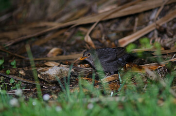 Female common blackbird Turdus merula. Oban. Stewart Island. New Zealand.