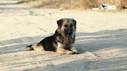 And abandoned dogs.from owners who are not ready to raise dogs.