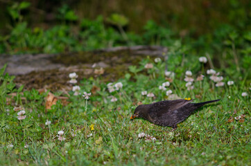Common blackbird Turdus merula searching for food. Female. Oban. Stewart Island. New Zealand.