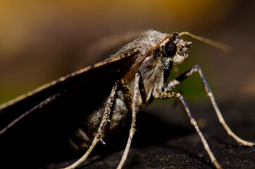 Moth in Ackers Point. Stewart Island. New Zealand.