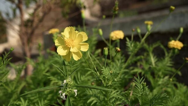 Cota tinctoria, the golden marguerite, yellow chamomile, or oxeye chamomile, is a species of perennial flowering plant in the sunflower family
