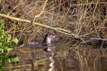 Common otter, lutra lutra, close up of head and body while resting outside water on a Scottish river during winter. - 410123313