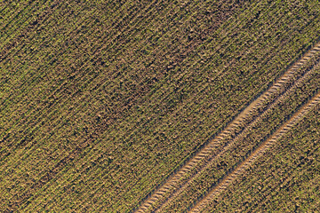 Newly planted farm field