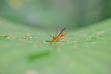 spider on a green leaf