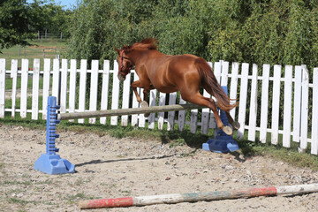 Loose jumping in summer economy round pen