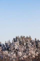 Snow covered pine trees