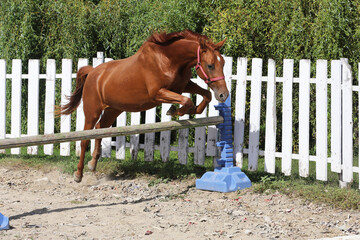Loose jumping in summer economy round pen