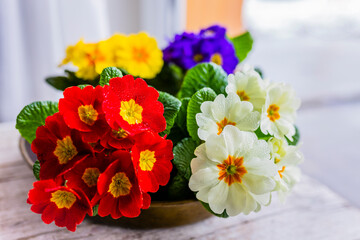 Decoration of the first spring primulae on the window sill.