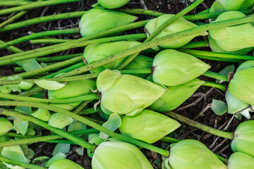 Fototapeta premium Many lotuses bud on The ground