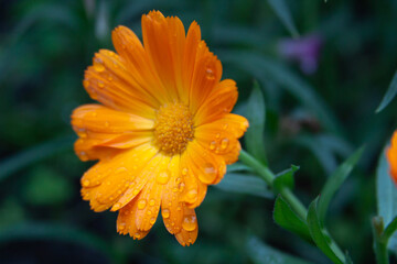orange flower with water drops