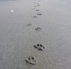 Fototapeta na wymiar dog paw prints at the Mokau Beach, North Island, New Zealand, November
