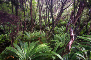 Rainforest with crown ferns Lomaria discolor. Mason Bay. Stewart Island. Rakiura National Park. New Zealand.