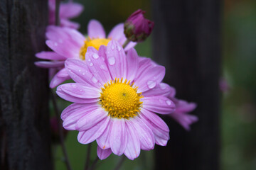 Obraz premium pink and yellow flower