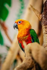 Aratinga solstitialis