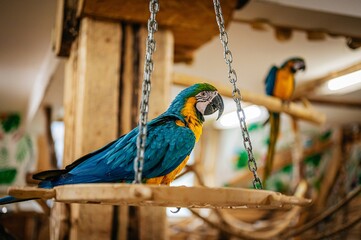 blue and yellow macaw