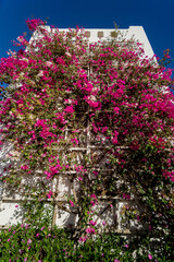 Flowers on empty stone wall and paved street