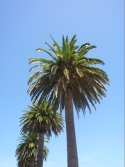 Obraz premium palm trees at Whitianga Mercury Bay, Coromandel Peninsula, North Island, New Zealand, November