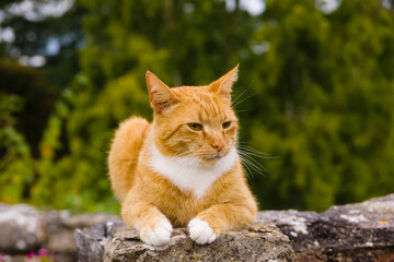 Naklejka na ściany i meble Nice portrait of a ginger or orange marmalade tabby cat enjoying some peace and quiet on a stone garden wall shot with shallow focus