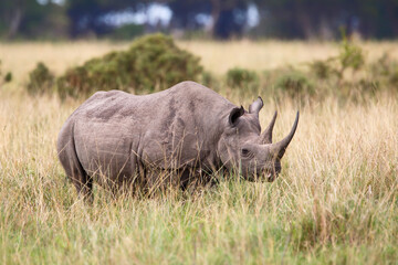 Black Rhino walking in the Masai Mara National Park in Kenya
