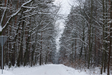 Droga leśna pokryta grubą warstwą śniegu.